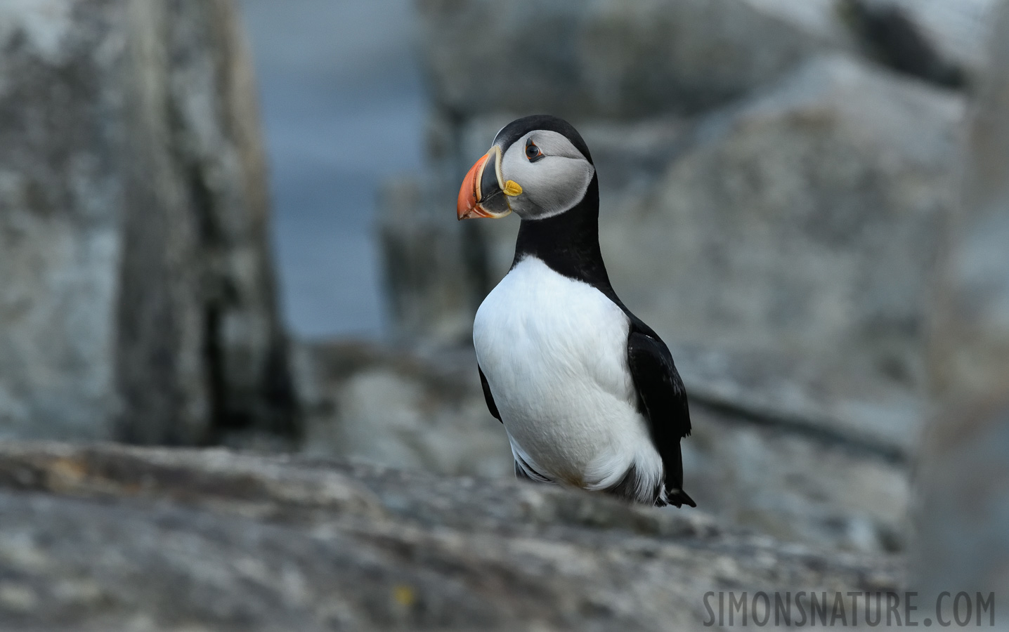 Fratercula arctica [400 mm, 1/500 sec at f / 10, ISO 1600]